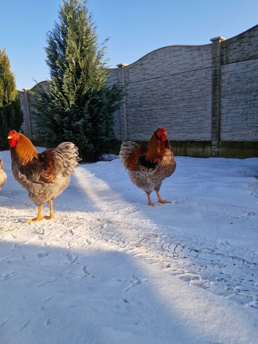 Cocoși rasă Wiandotte