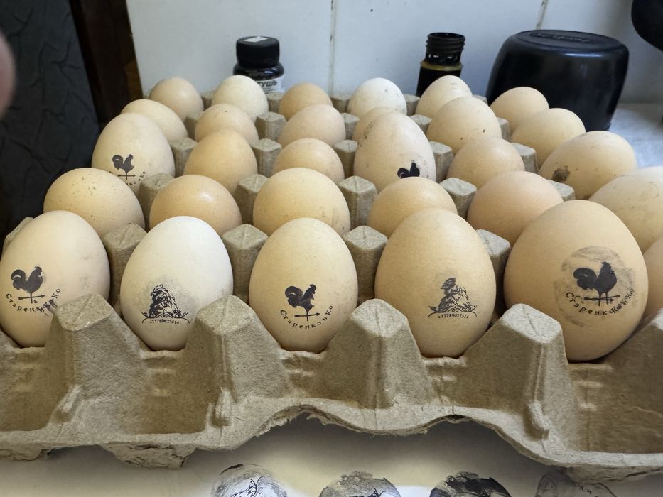 Яйцо инкубационное