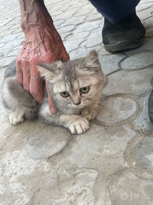 Шотландская вислоухая кошка