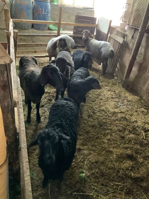 Куйлар сотилад келишилган народа дехкончилиг куйлар сифати ало йош куй