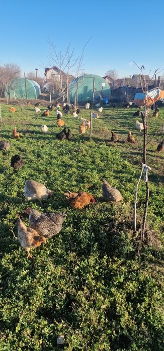 Vând ouă BIO proaspete