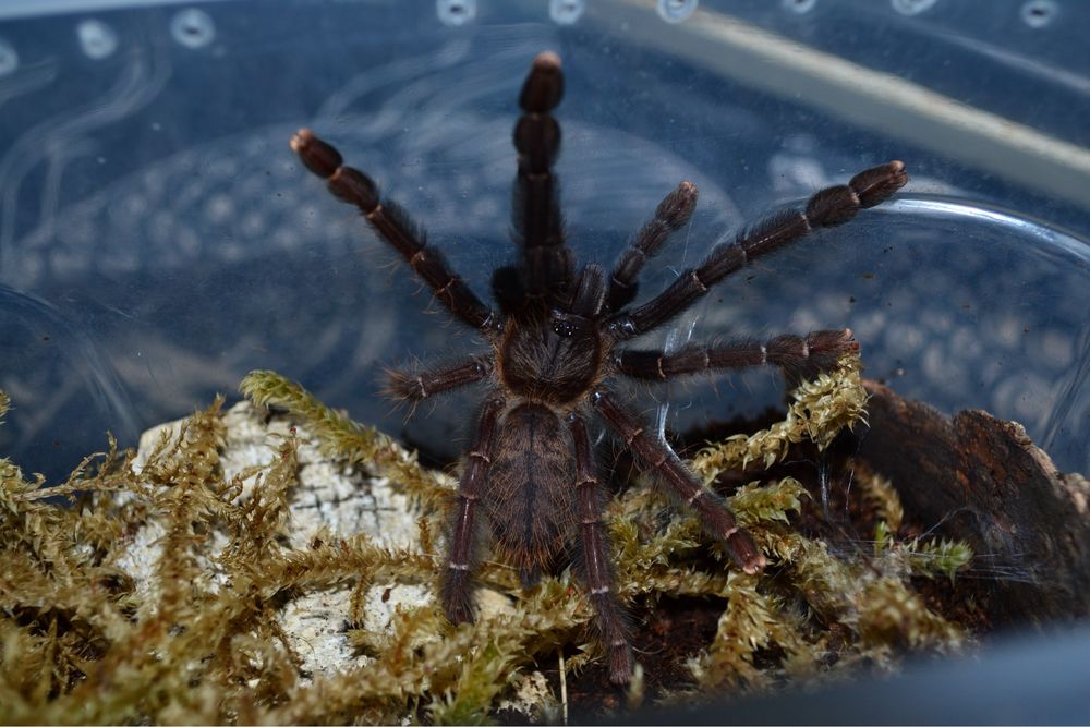 Самка паука птицееда Lampropelma sp. Borneo Black