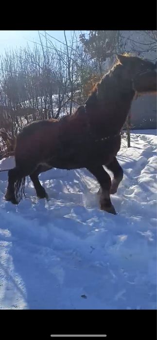 Vand cal castrat de 6 ani