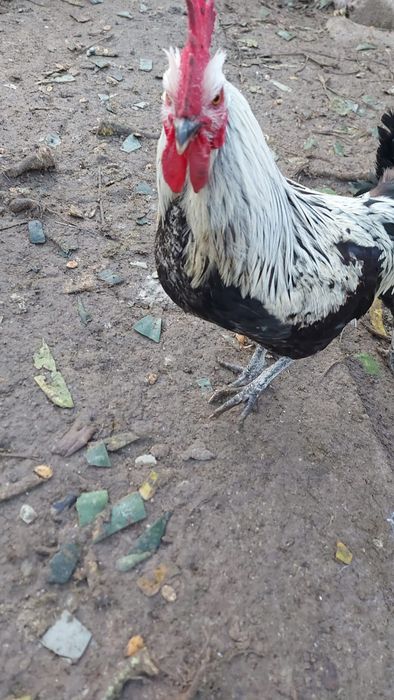 Пролетни петли многоцветни