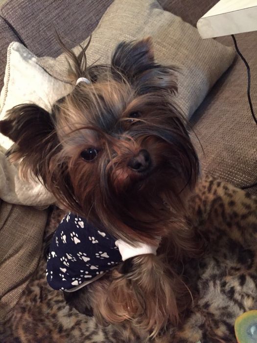 Йоркширски Териер