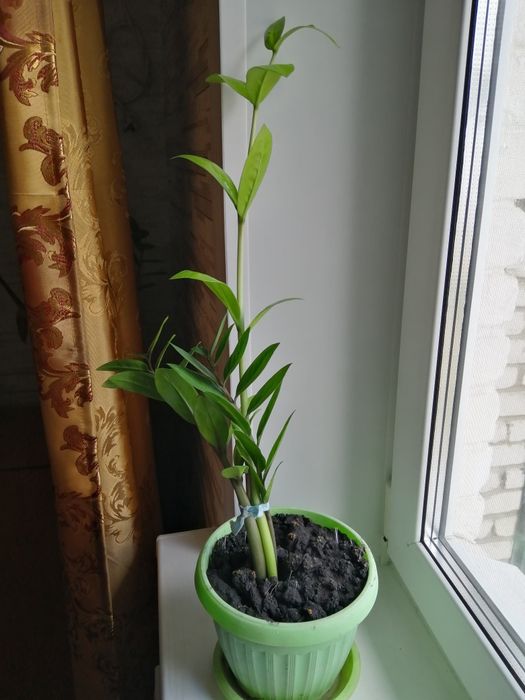 Продам Доллоровое дерево