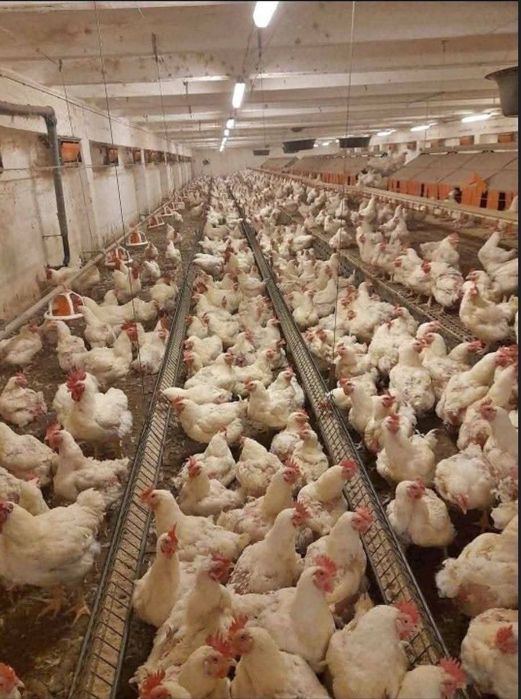 Gaini albe de carne(4/5kg)