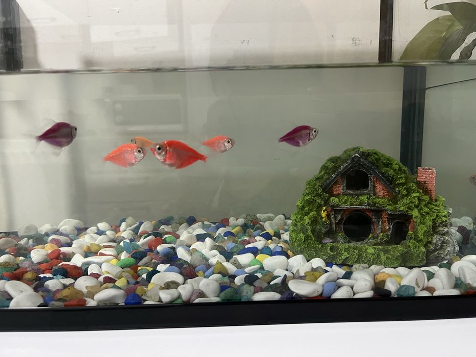 Аквариум с камушками и с рыбками