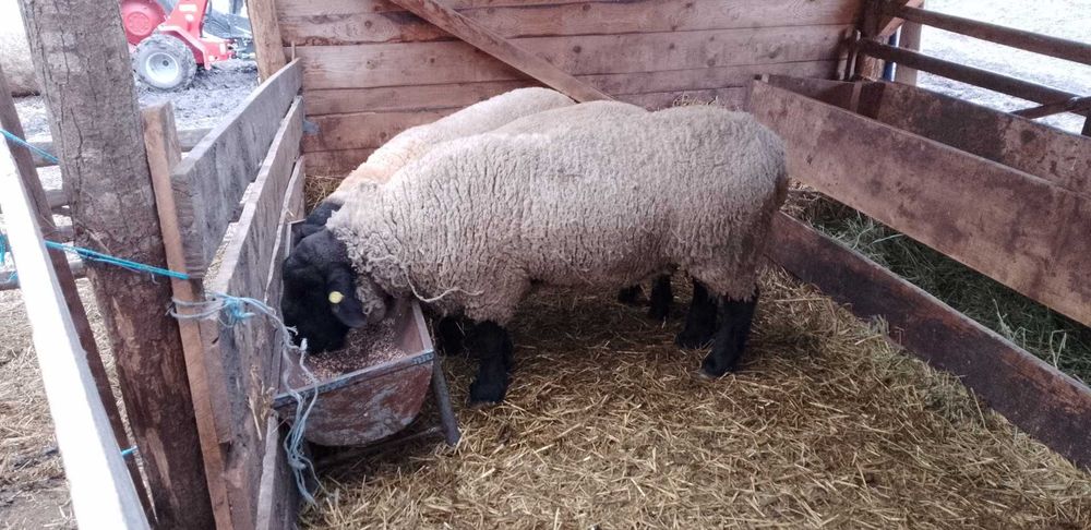 Berbeci, berbecuti suffolk!