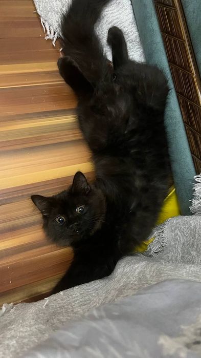 Чёрный котик ищет добрые руки!