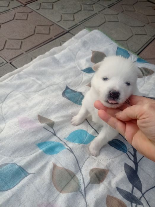 Отдам маленьких щенков