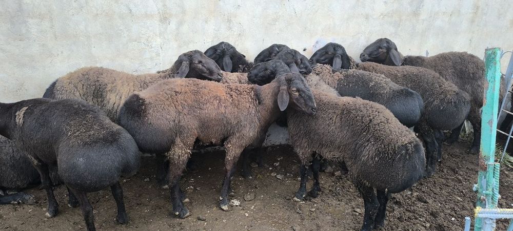 Қочқор ва қўйлар сотилади