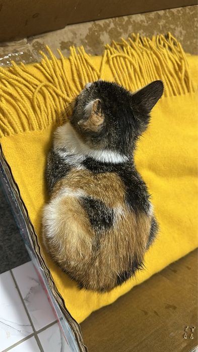 Котенок девочка