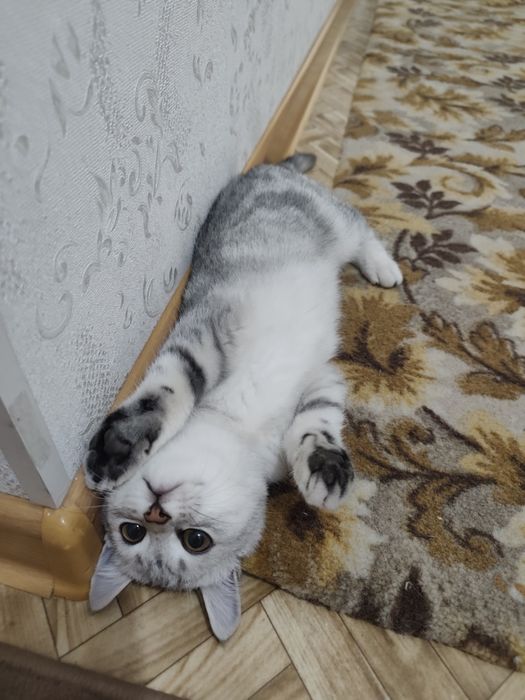 Котёнок Скотиш страйт