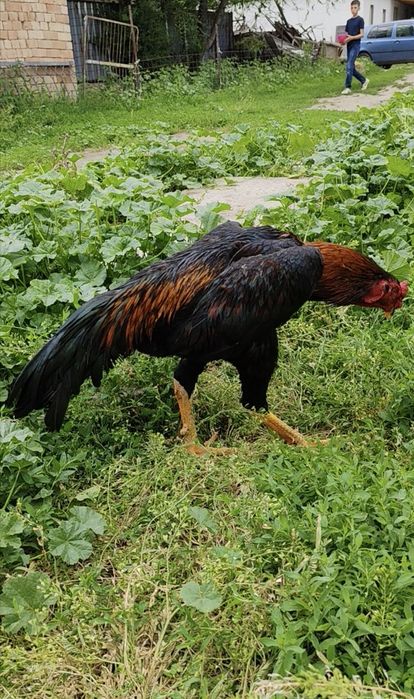Хорошие даканы хороших кровей