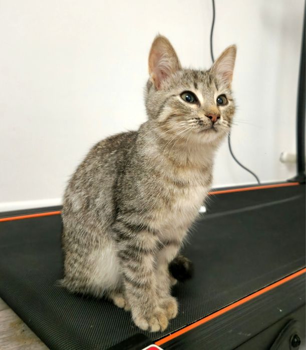 котёнок 3 месяца
