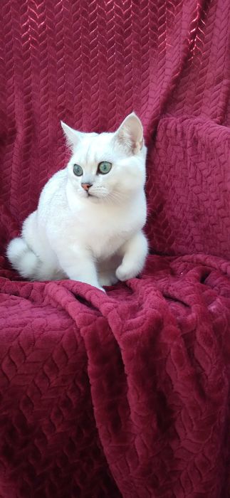 Pui pisica british shorthair chinchila silver