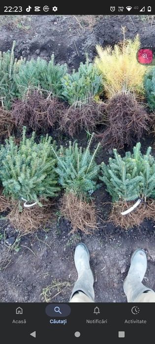 Vănd puieți tratați cu prindere sută la sută salcâm mestecă fag Brad m