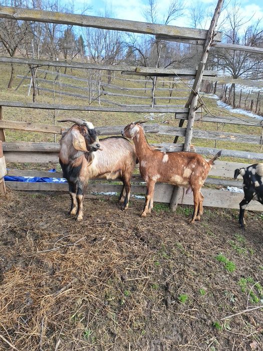 Vand Tap + capra Anglo Nubian