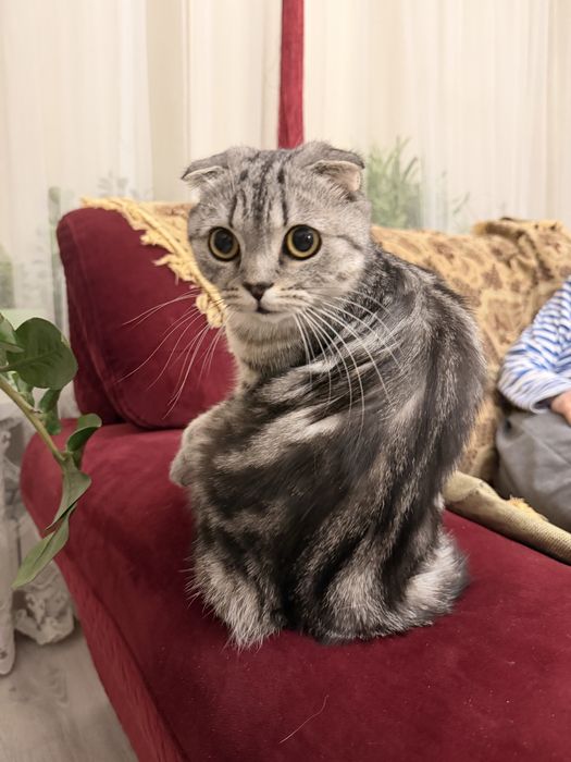 Продам шотландскую вислоухую кошку