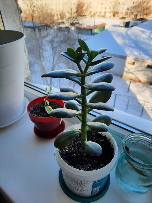 Продам комнатные цветы