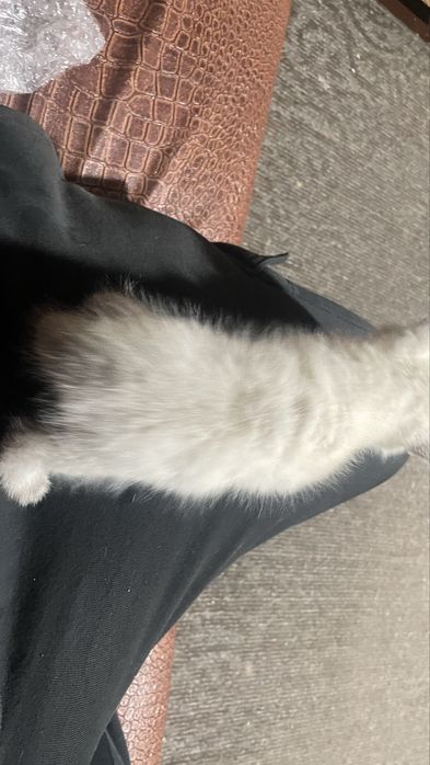 Отдам котят в хорошие руки две девочки
