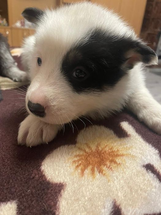 Donez căței talie medie