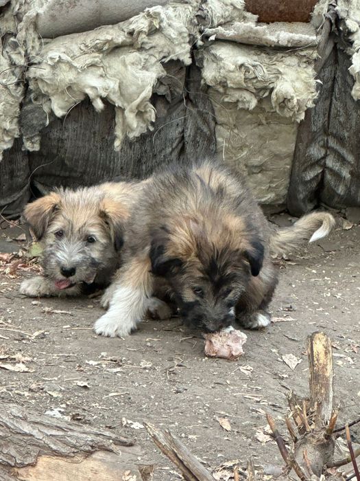 Отдадим даром щенков!!!
