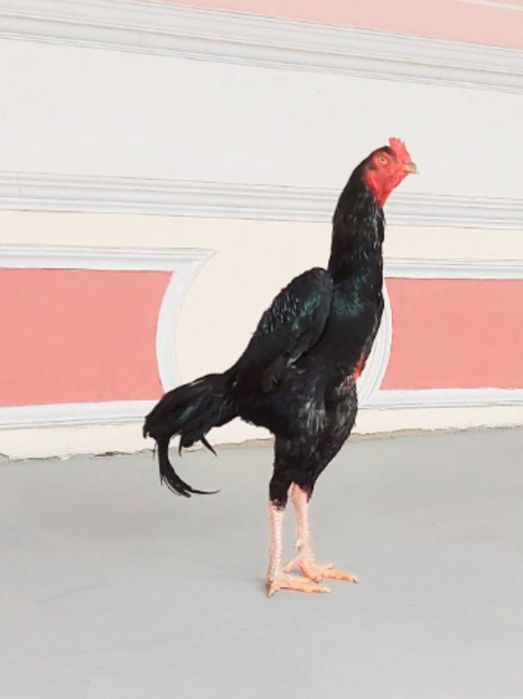 Куланги хӯроз сотилади