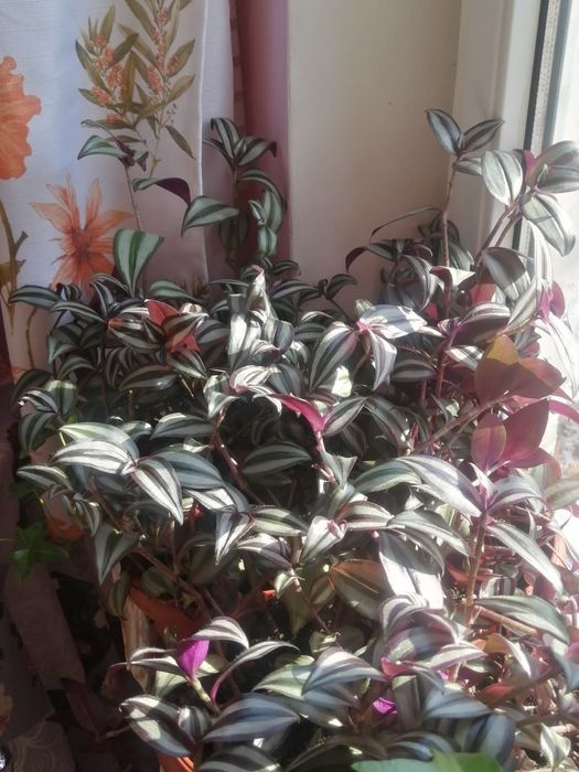 Домашние растения