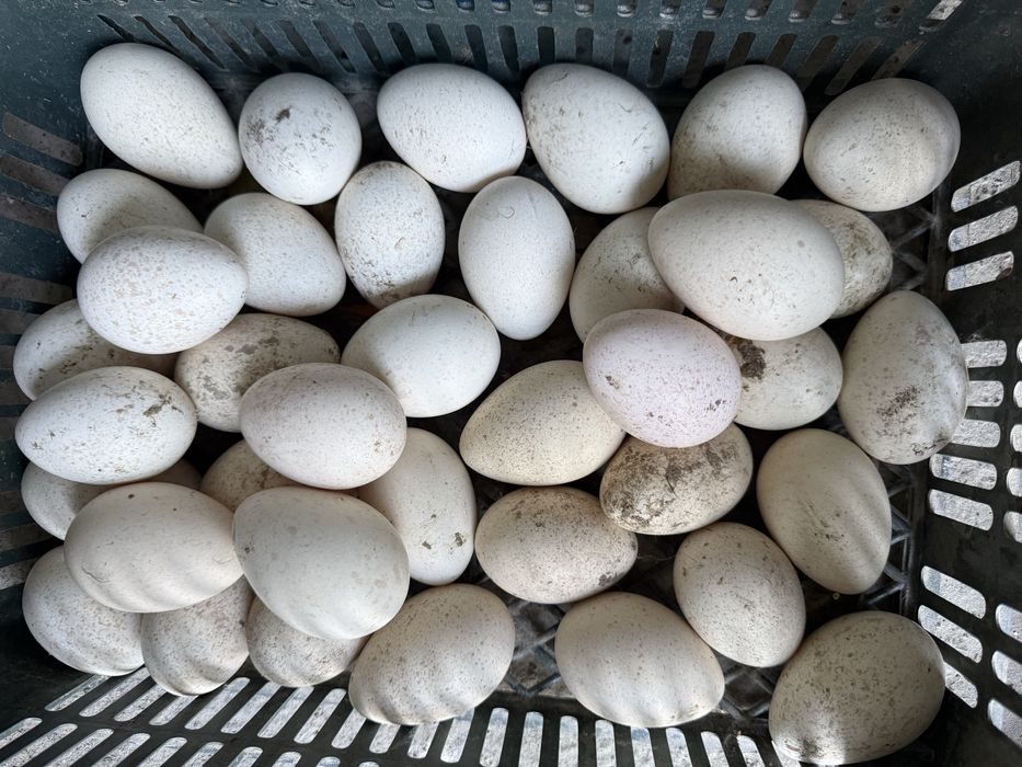 Kurka tuxumlari joja chiqartirish uchun. Индюк. Яйцо.