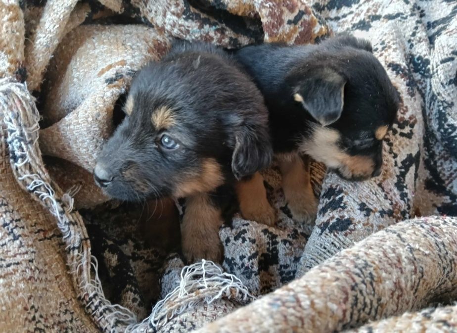 Urgent! Dau căței iubitori