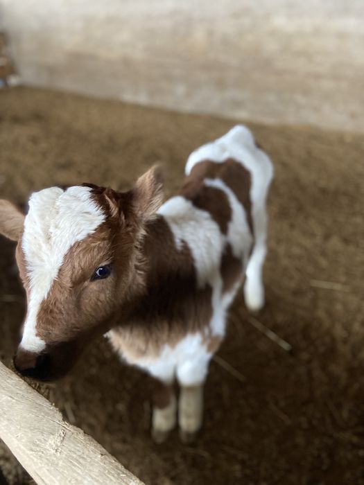 Сиыр бұзаулы сиыр сатылады