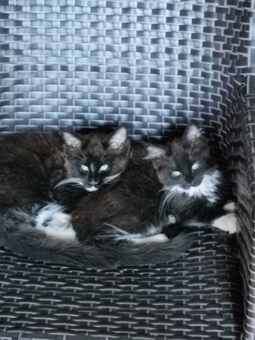 Felisa autorizata rasa Maine Coon