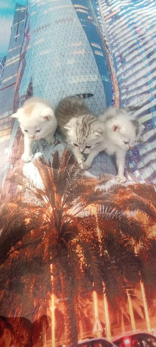 Котята  шотландские страйты