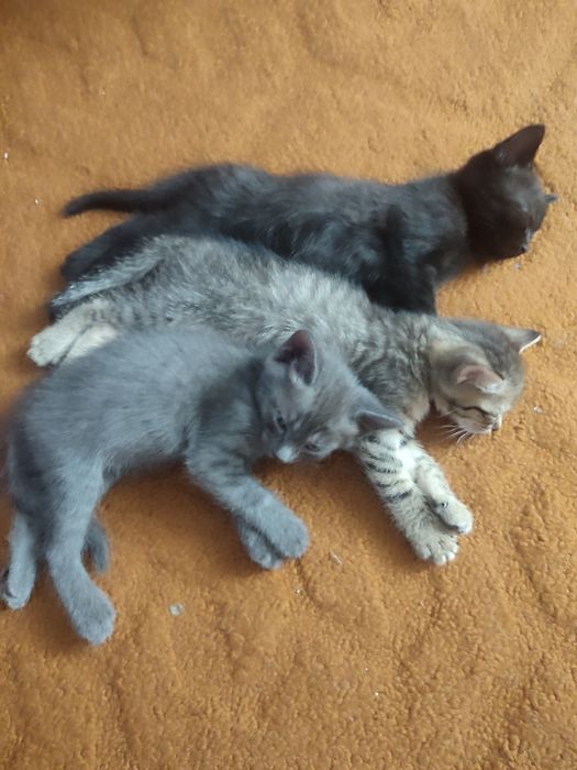 Продам котят !!!