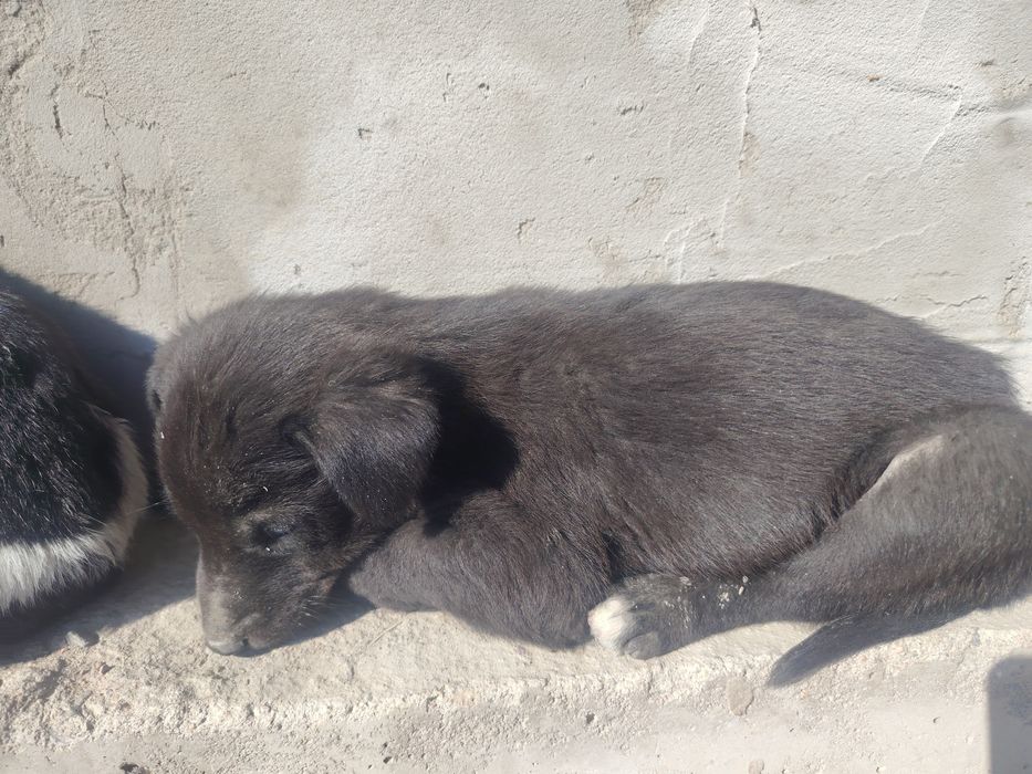 Отдам даром щенки