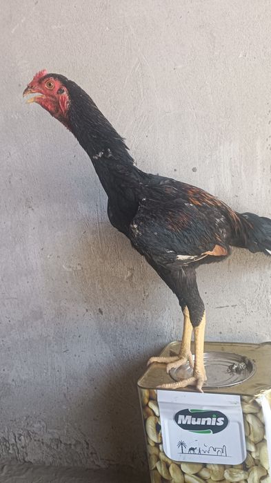 Хурозчп сотилади.