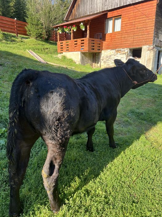 Vitea baltata neagra
