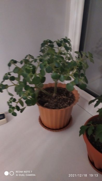 Продам Комнатные цветы