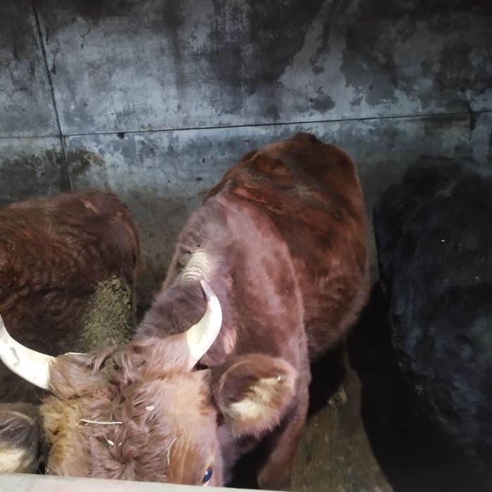 Продам две коровы и тёлочку