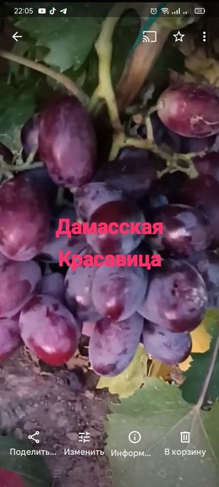 Виноград разных сортов