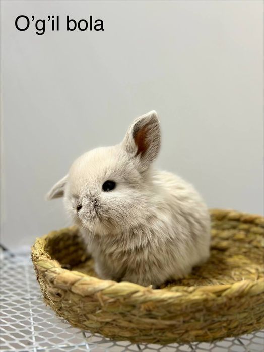 "Karlik Quyonchalari: Mehr, Go'zallik va Sadoqat!"

Siz oila a'zola