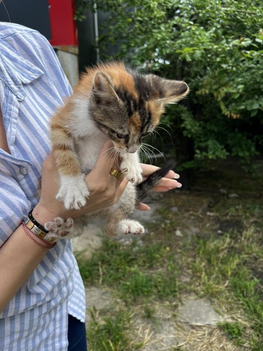Подаряват се котенца