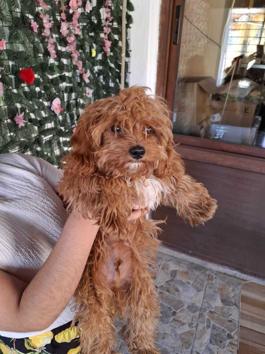 Maltipoo малтипоо куче мъжко