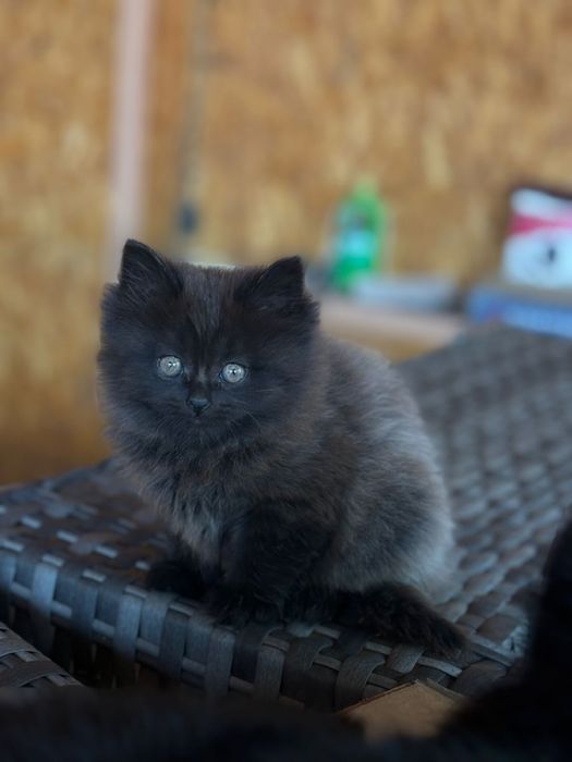 Отдам  шикарного котенка