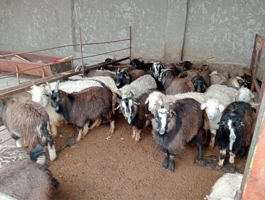 Серке сатылады 35000 тг ден