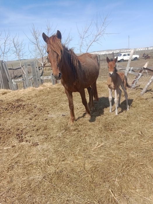 Лошади кабалы и жерибята