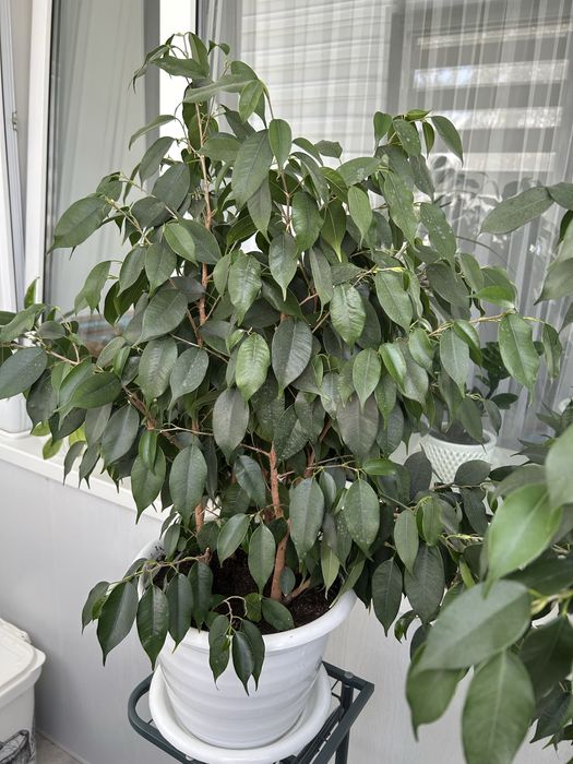 Продам фикус бенджамина