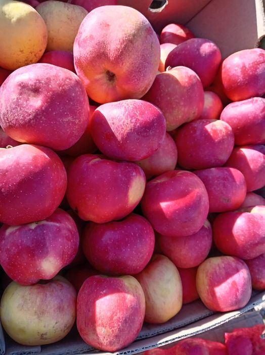 Mere Florina de vanzare